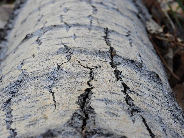 Free download Tree Trunk Texture -  free photo or picture to be edited with GIMP online image editor