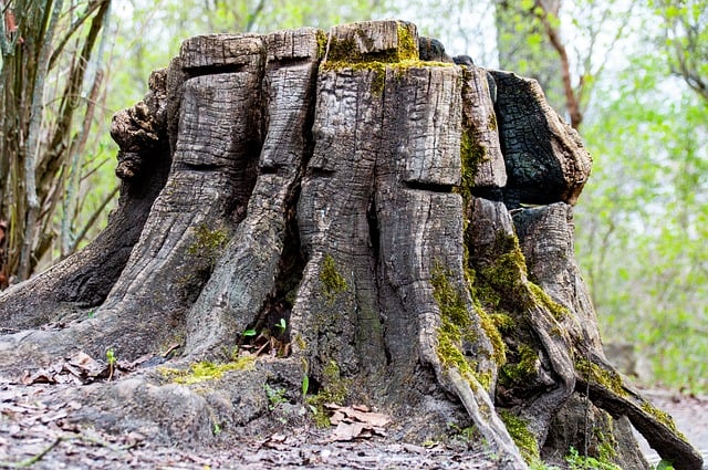 Free download tree trunk tree wood forest free picture to be edited with GIMP free online image editor