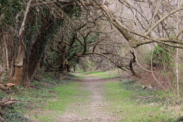 Free download Tree Tunnel Nature -  free photo or picture to be edited with GIMP online image editor