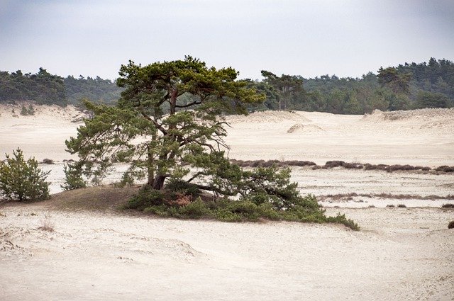 Free download Tree Veluwe Dunes -  free photo or picture to be edited with GIMP online image editor