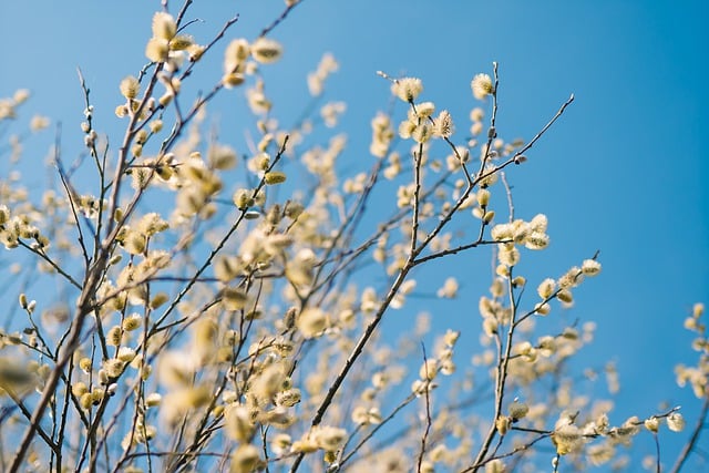 Free download tree verba flowers branch spring free picture to be edited with GIMP free online image editor