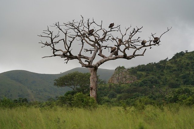 Free download Tree Vulture Africa -  free photo or picture to be edited with GIMP online image editor