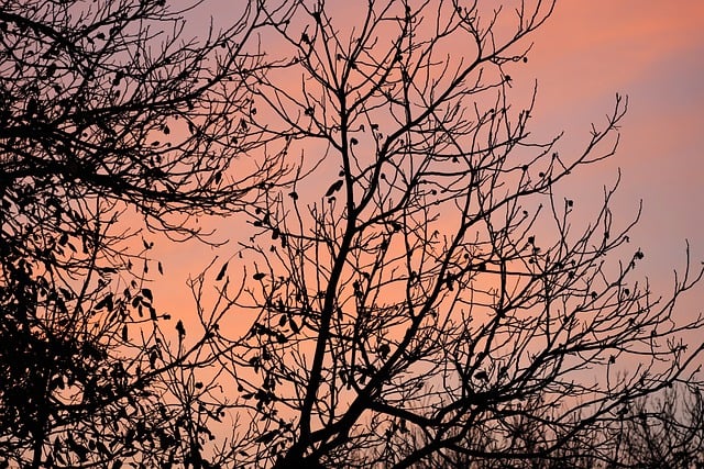 Free download tree walnut tree sunset foliage free picture to be edited with GIMP free online image editor