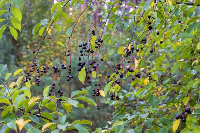 Free download tree wild cherry branches insects free picture to be edited with GIMP free online image editor