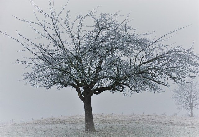 ดาวน์โหลดฟรี Tree Winter Landscape - ภาพถ่ายหรือรูปภาพฟรีที่จะแก้ไขด้วยโปรแกรมแก้ไขรูปภาพออนไลน์ GIMP