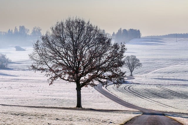 Free download tree winter snow cold landscape free picture to be edited with GIMP free online image editor