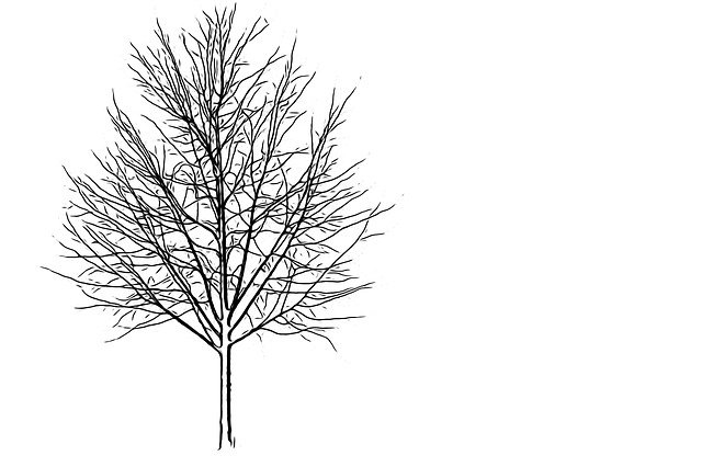 Free download Tree Winter White -  free illustration to be edited with GIMP free online image editor