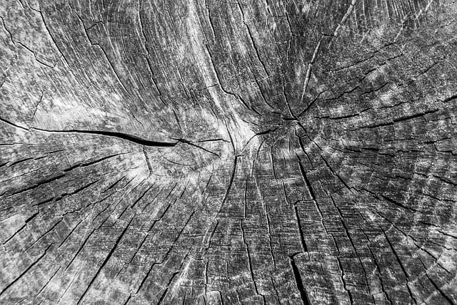 Free download tree wood annual rings texture free picture to be edited with GIMP free online image editor