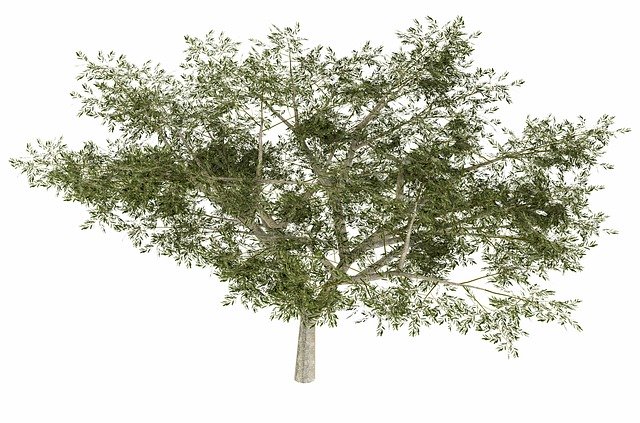 Free download Tree Wood Render -  free illustration to be edited with GIMP free online image editor