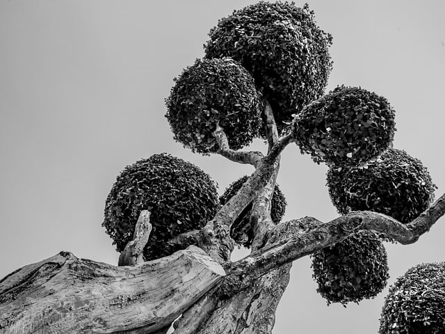 Free download tree woods nature monochrome free picture to be edited with GIMP free online image editor