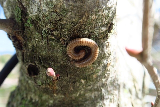 Free download Tree Worm Nature -  free photo or picture to be edited with GIMP online image editor