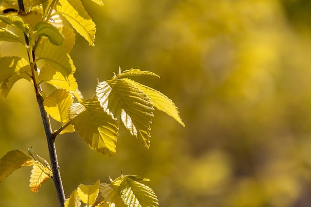 Free download tree yellow leaves foliage leaves free picture to be edited with GIMP free online image editor