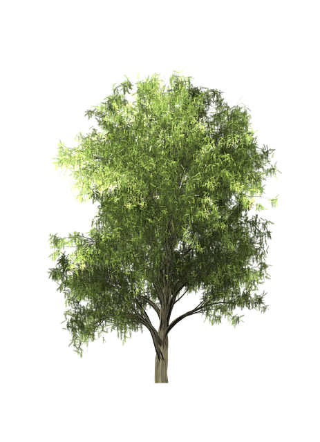 Free download Tree Zelkova -  free illustration to be edited with GIMP free online image editor