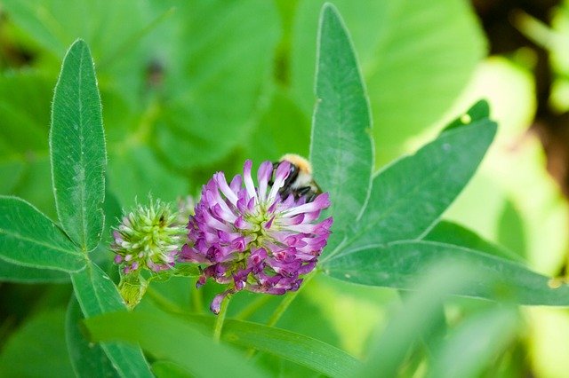 Free download Trifolium Pratense Red Clover -  free photo or picture to be edited with GIMP online image editor