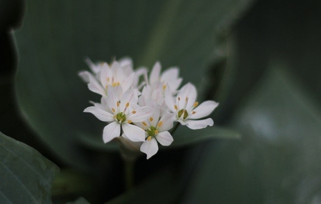 Free download Triteleia Laxa Brodiaea Plant -  free photo or picture to be edited with GIMP online image editor