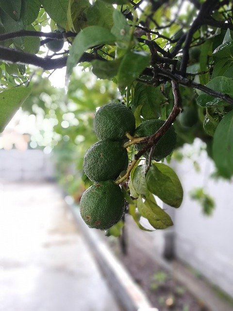 Free download Tropical Fruit Lemon -  free photo or picture to be edited with GIMP online image editor