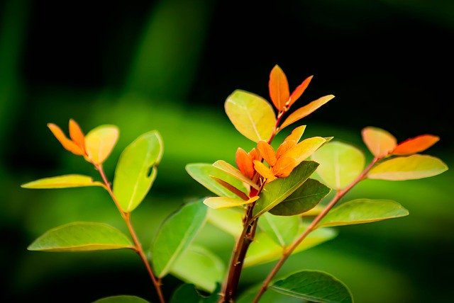 Tropical Leaf Leaves