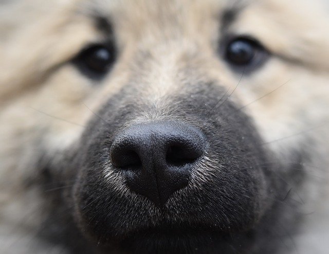 Truffle Black Dog Namlu'yu ücretsiz indirin - GIMP çevrimiçi resim düzenleyiciyle düzenlenecek ücretsiz fotoğraf veya resim