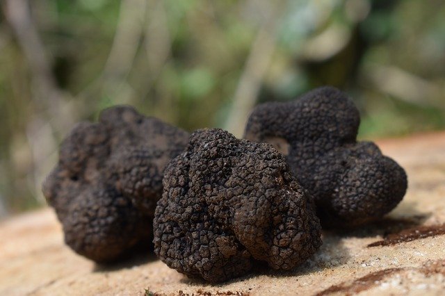 Free download Truffle Truffles Tuber -  free photo or picture to be edited with GIMP online image editor