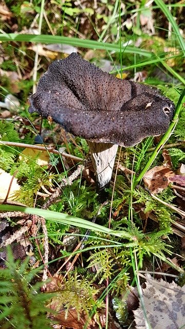 Free download Trumpet Mushrooms Nature -  free photo or picture to be edited with GIMP online image editor