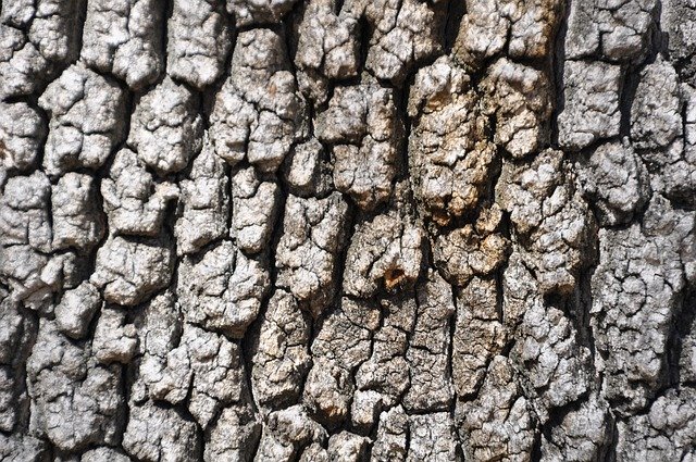 Free download Trunk Of Tree Wood Nature -  free photo or picture to be edited with GIMP online image editor