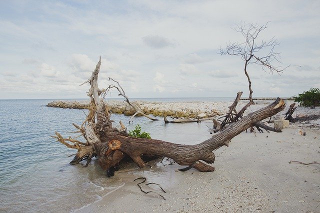 Free download Trunk Root Beach -  free photo or picture to be edited with GIMP online image editor