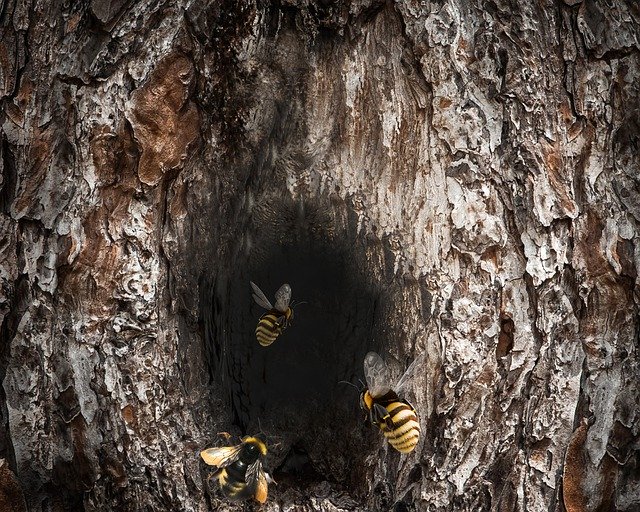 Free download Trunk Wood Bees -  free illustration to be edited with GIMP free online image editor