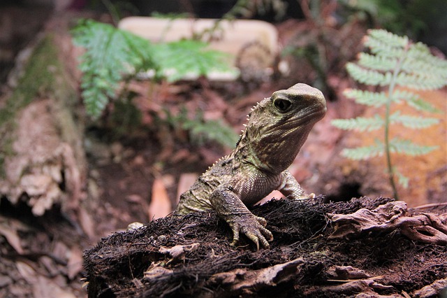 Free download tuatara reptile scales lizard old free picture to be edited with GIMP free online image editor