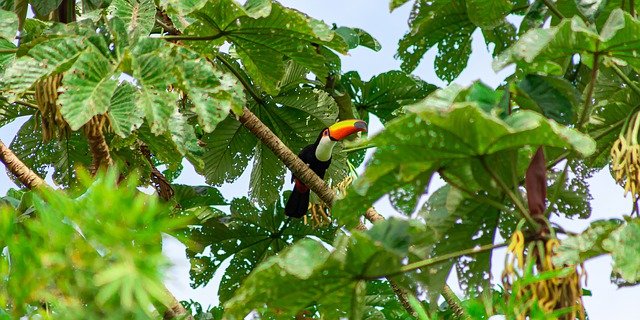 Free download tucano toco toucan exotic colorful free picture to be edited with GIMP free online image editor