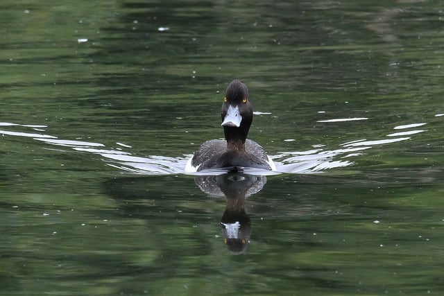 Free download tufted duck bird pond duck male free picture to be edited with GIMP free online image editor