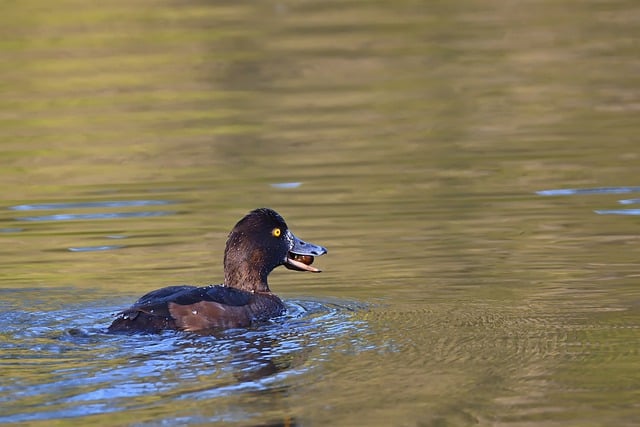 Free download tufted duck lake sunset spring free picture to be edited with GIMP free online image editor