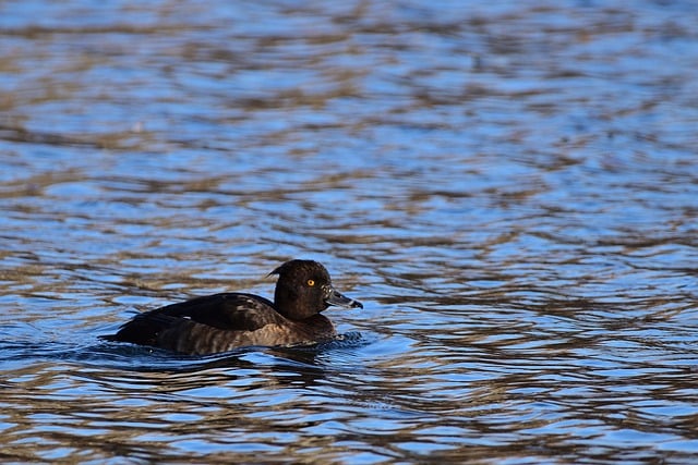 Free download tufted duck water bird lake park free picture to be edited with GIMP free online image editor