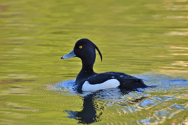 Free download tufted duck water bird spring free picture to be edited with GIMP free online image editor