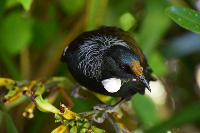 Free download Tui Bird Branch -  free photo or picture to be edited with GIMP online image editor