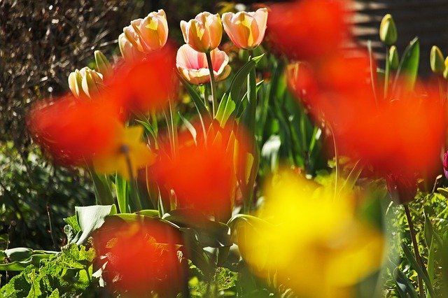 Free download Tulip Bed Spring April -  free photo or picture to be edited with GIMP online image editor