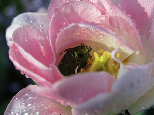 Free download tulip beetle pink tulip dewdrops free picture to be edited with GIMP free online image editor