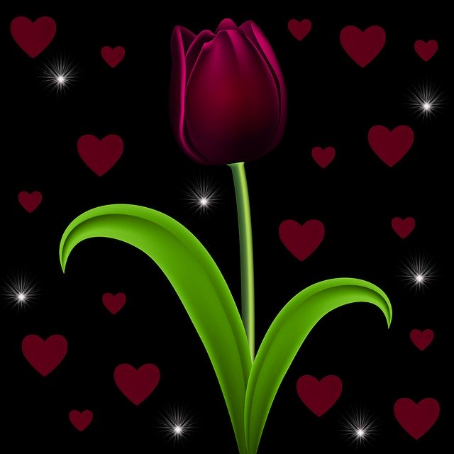 Free download Tulip Black Background Hearts -  free illustration to be edited with GIMP free online image editor