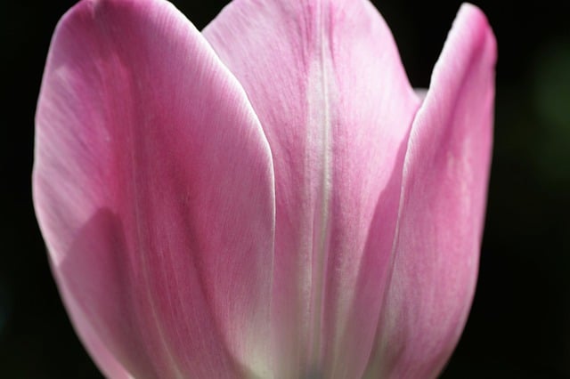 Free download tulip bloom pink macro close up free picture to be edited with GIMP free online image editor