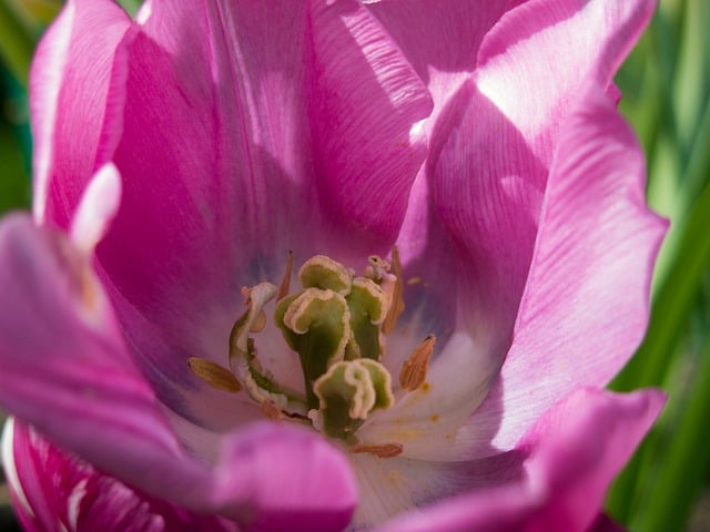 Free download tulip blossom bloom pink stamens free picture to be edited with GIMP free online image editor