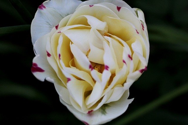 Free download Tulip Danceline White Red Spots -  free photo or picture to be edited with GIMP online image editor