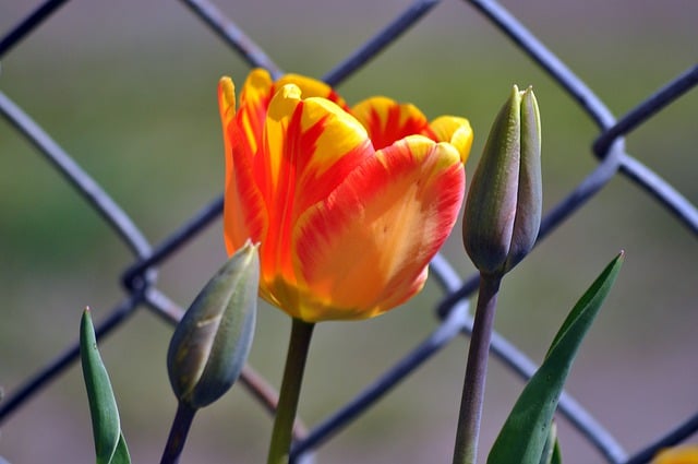 Free download tulip flower bloom spring nature free picture to be edited with GIMP free online image editor