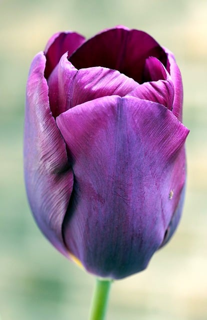 Free download tulip flower blossom bloom blue free picture to be edited with GIMP free online image editor