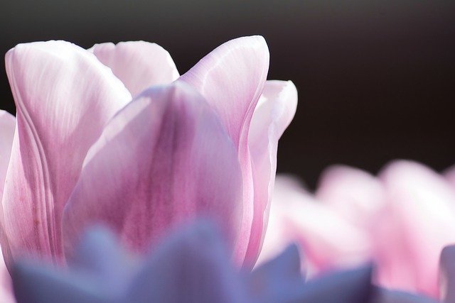 Free download tulip flower blossom bloom pink free picture to be edited with GIMP free online image editor