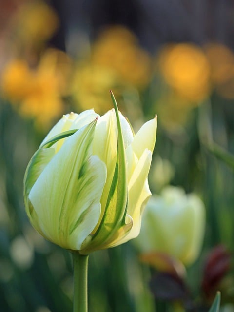 Free download tulip flower bud blooming flower free picture to be edited with GIMP free online image editor