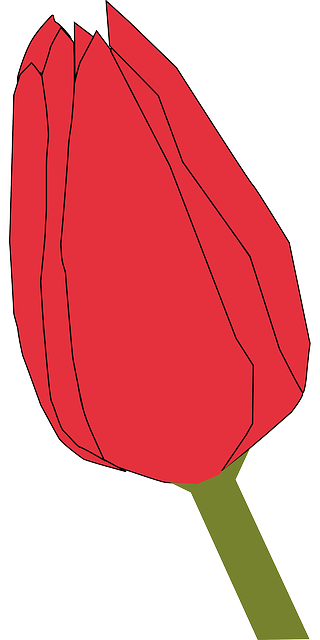 Free download Tulip Flower Bud - Free vector graphic on Pixabay free illustration to be edited with GIMP free online image editor