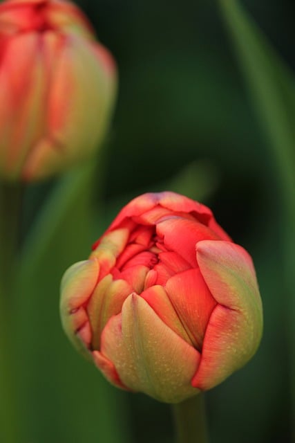 Free download tulip flower bud spring free picture to be edited with GIMP free online image editor