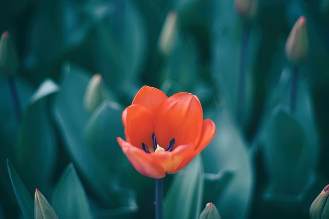 Free download tulip flower close up red green free picture to be edited with GIMP free online image editor