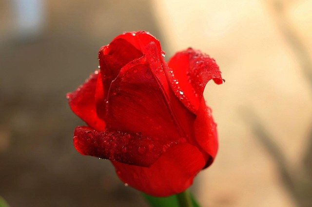 Free download tulip flower n nature free picture to be edited with GIMP free online image editor