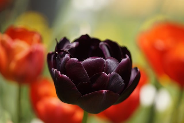 Free download tulip flower petals black spring free picture to be edited with GIMP free online image editor