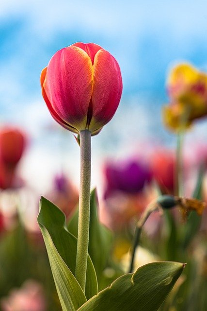 Free download tulip flower petals flora garden free picture to be edited with GIMP free online image editor